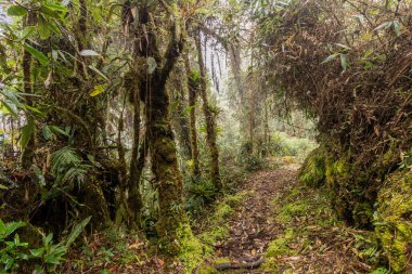 Yanachaga Chemillen Ulusal Parkı, Peru 'daki Abra Esperanza' ya yürüyüş yolu.