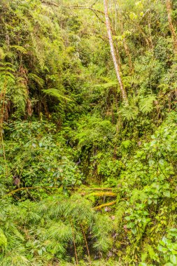 Yanachaga 'daki bulut ormanı Kimyager Ulusal Parkı, Peru