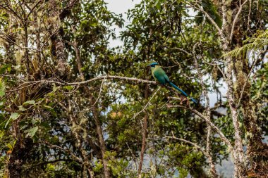 And motmot (Momotus aequatorialis) Yanachaga Chemillen Ulusal Parkı, Peru