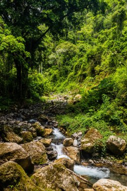Tingo Maria Ulusal Parkı, Peru 'daki Catarata Gloriapata Şelalesi' nin yanındaki derede.