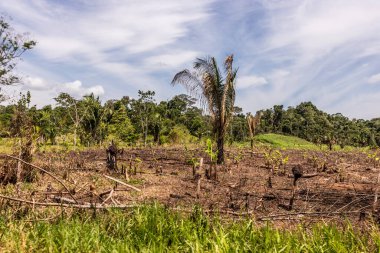 Peru 'nun Huanuco bölgesindeki Amazon yağmur ormanlarının tahrip edilmesi