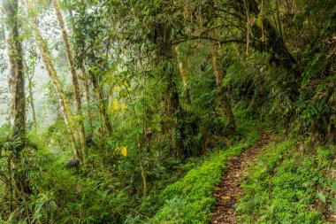 Yanachaga Bulut Ormanı Kimyager Ulusal Parkı, Peru