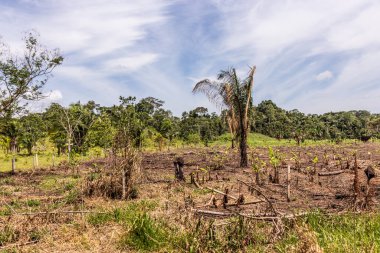 Peru 'nun Huanuco bölgesindeki Amazon yağmur ormanlarının tahrip edilmesi