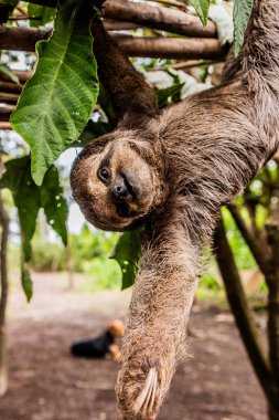 Pucallpa, Peru yakınlarındaki bir ormanda kahverengi boğazlı tembel hayvan (Bradypus variegatus)