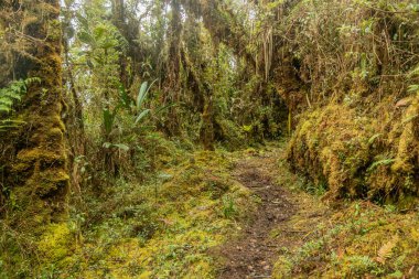Yanachaga Chemillen Ulusal Parkı, Peru 'daki Abra Esperanza' ya yürüyüş yolu.