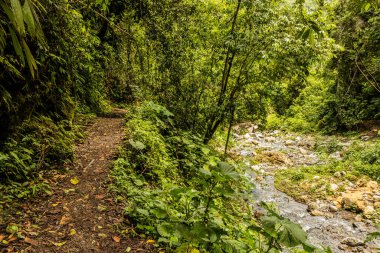 Tingo Maria Ulusal Parkı, Peru 'daki Catarata Gloriapata şelalesine giden patika.