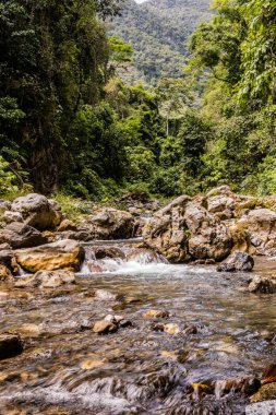 Tingo Maria Ulusal Parkı, Peru 'daki Catarata Gloriapata Şelalesi' nin yanındaki derede.