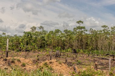 Peru 'nun Huanuco bölgesindeki Amazon yağmur ormanlarının tahrip edilmesi