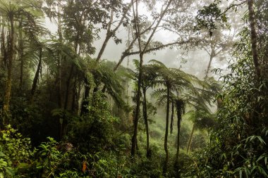 Yanachaga Kimya Ulusal Parkı, Peru Bulut Ormanı 'nın puslu manzarası