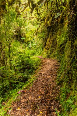 Yanachaga Chemillen Ulusal Parkı, Peru 'daki Abra Esperanza' ya yürüyüş yolu.