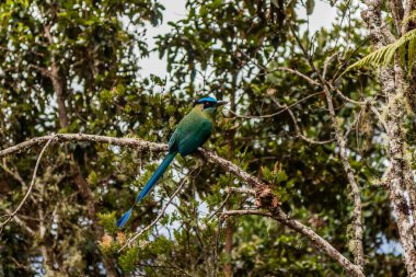 And motmot (Momotus aequatorialis) Yanachaga Chemillen Ulusal Parkı, Peru
