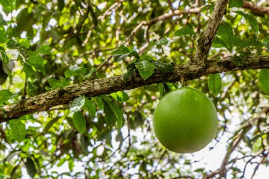 Pucallpa, Peru yakınlarındaki Calabash ağacı (Crescentia cujete). Yerel adı Wingo..