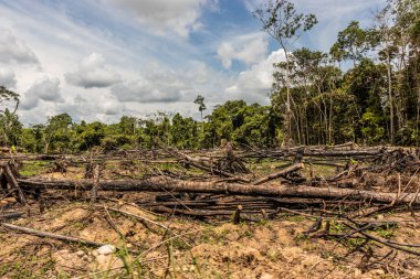 Peru 'nun Huanuco bölgesindeki Amazon yağmur ormanlarının tahrip edilmesi