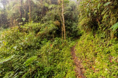 Yanachaga Chemillen Ulusal Parkı, Peru 'daki Abra Esperanza' ya yürüyüş yolu.