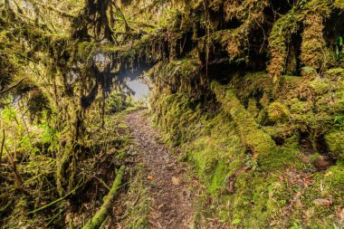 Yanachaga Chemillen Ulusal Parkı, Peru 'daki Abra Esperanza' ya yürüyüş yolu.