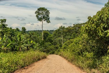 Santa Rosa de Yanayacu köyü yakınlarındaki Huanuco bölgesindeki Amazon ormanında asfaltsız yol, Peru