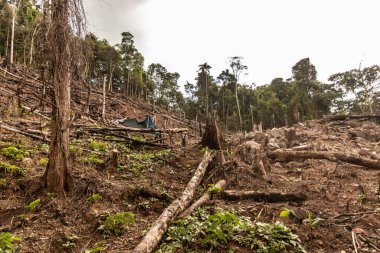 Peru 'nun Huanuco bölgesindeki Amazon yağmur ormanlarının tahrip edilmesi