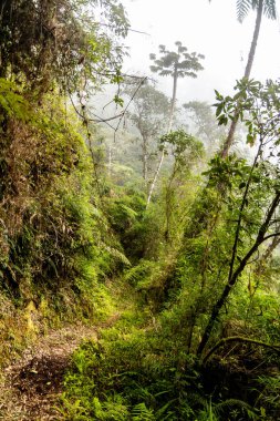 Yanachaga Chemillen Ulusal Parkı, Peru 'daki Abra Esperanza' ya yürüyüş yolu.