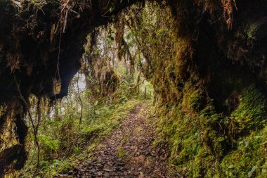 Yanachaga Chemillen Ulusal Parkı, Peru 'daki Abra Esperanza' ya yürüyüş yolu.