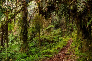 Yanachaga Chemillen Ulusal Parkı, Peru 'daki Abra Esperanza' ya yürüyüş yolu.