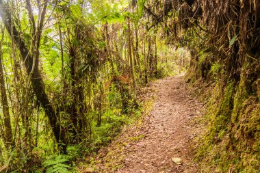 Yanachaga Chemillen Ulusal Parkı, Peru 'daki Abra Esperanza' ya yürüyüş yolu.