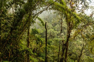 Yanachaga Bulut Ormanı Kimyager Ulusal Parkı, Peru