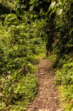 Tingo Maria Ulusal Parkı, Peru 'daki Catarata Gloriapata şelalesine giden patika.