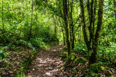 Tingo Maria Ulusal Parkı 'ndaki Catarata Gloriapata şelalesine giden yol, Peru