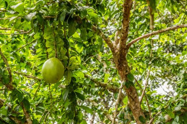 Pucallpa, Peru yakınlarındaki Calabash ağacı (Crescentia cujete). Yerel adı Wingo..