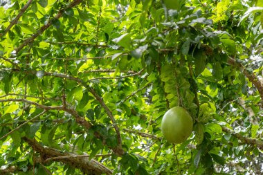 Pucallpa, Peru yakınlarındaki Calabash ağacı (Crescentia cujete). Yerel adı Wingo..