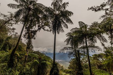 Yanachaga Bulut Ormanı Kimyager Ulusal Parkı, Peru