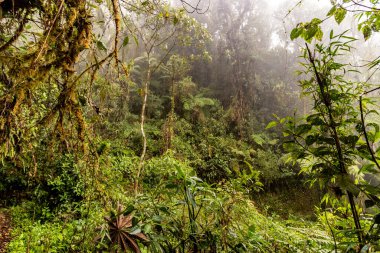 Yanachaga Kimya Ulusal Parkı, Peru Bulut Ormanı 'nın puslu manzarası