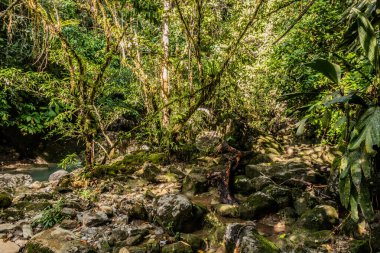 Catarata yakınlarındaki orman Santa Carmen şelalesi Tingo Maria, Peru yakınlarında