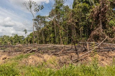 Peru 'nun Huanuco bölgesindeki Amazon yağmur ormanlarının tahrip edilmesi