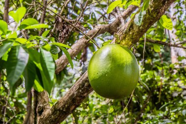 Pucallpa, Peru yakınlarındaki Calabash ağacı (Crescentia cujete). Yerel adı Wingo..