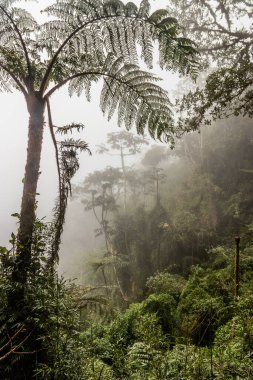 Yanachaga Bulut Ormanı Kimyager Ulusal Parkı, Peru