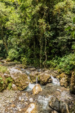 Tingo Maria Ulusal Parkı, Peru 'daki Catarata Gloriapata Şelalesi' nin yanındaki derede.