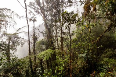 Yanachaga Kimya Ulusal Parkı, Peru Bulut Ormanı 'nın puslu manzarası