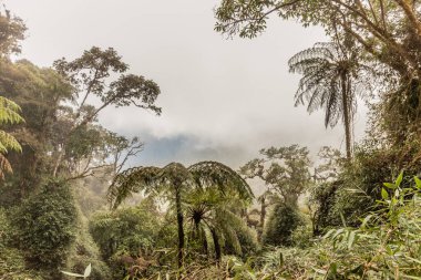Yanachaga Kimya Ulusal Parkı, Peru Bulut Ormanı 'nın puslu manzarası