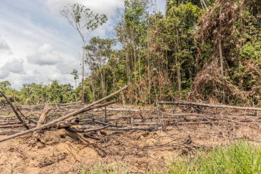 Peru 'nun Huanuco bölgesindeki Amazon yağmur ormanlarının tahrip edilmesi