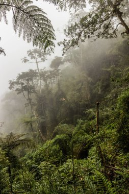 Yanachaga Bulut Ormanı Kimyager Ulusal Parkı, Peru
