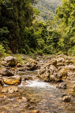 Tingo Maria Ulusal Parkı, Peru 'daki Catarata Gloriapata Şelalesi' nin yanındaki derede.