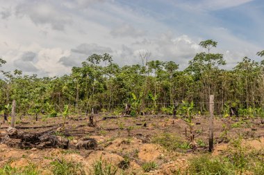 Peru 'nun Huanuco bölgesindeki Amazon yağmur ormanlarının tahrip edilmesi