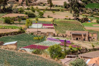 Tarma kasabası yakınlarındaki Chuchopampa köyünün kırsal arazisi, Peru