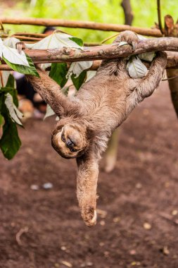 Pucallpa, Peru yakınlarındaki bir ormanda kahverengi boğazlı tembel hayvan (Bradypus variegatus)