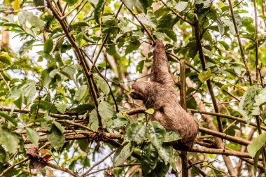 Pucallpa, Peru yakınlarındaki bir ormanda kahverengi boğazlı tembel hayvan (Bradypus variegatus)