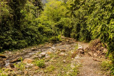 Tingo Maria Ulusal Parkı 'ndaki Catarata Gloriapata şelalesine giden yol, Peru