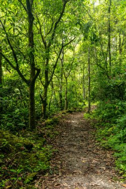 Tingo Maria Ulusal Parkı, Peru 'daki Catarata Gloriapata şelalesine giden patika.