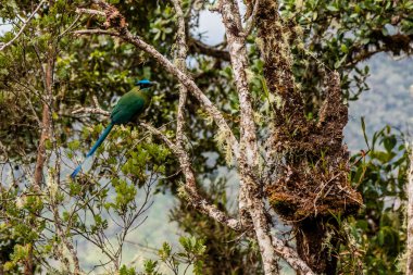 And motmot (Momotus aequatorialis) Yanachaga Chemillen Ulusal Parkı, Peru