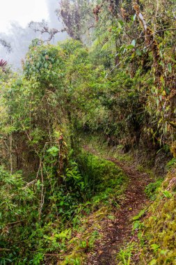 Yanachaga Chemillen Ulusal Parkı, Peru 'daki Abra Esperanza' ya yürüyüş yolu.